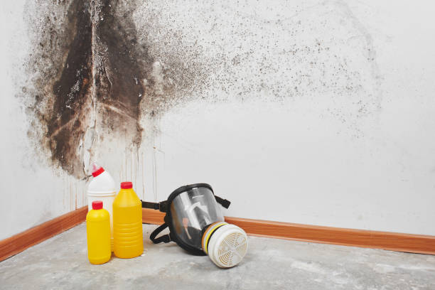 Best Black Mold Removal  in Norwich, NY