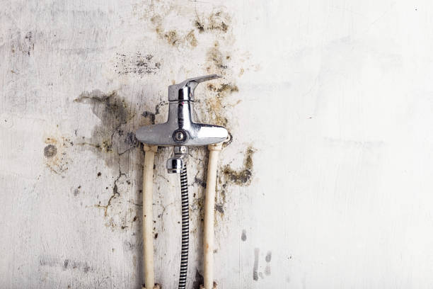 Best Commercial Mold Removal  in Norwich, NY