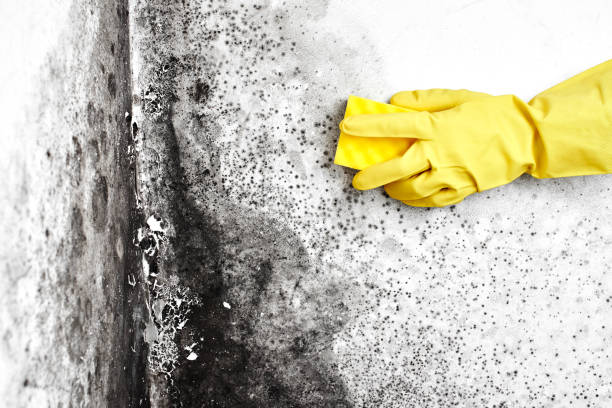 Best Fast Mold Removal  in Norwich, NY