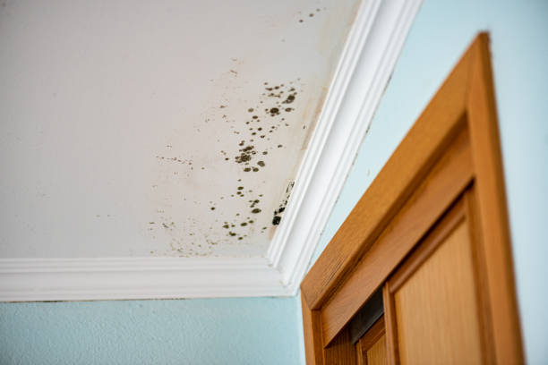 Best Mold Testing  in Norwich, NY