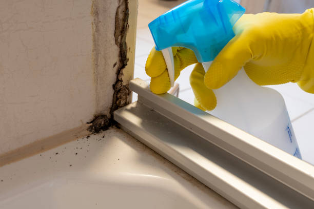Best Same-Day Mold Removal  in Norwich, NY