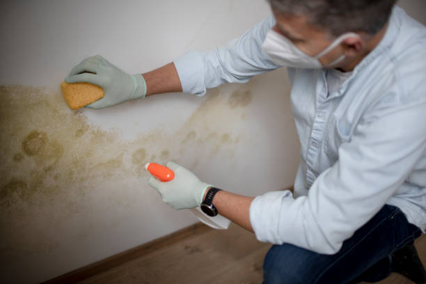 Best Certified Mold Removal  in Norwich, NY