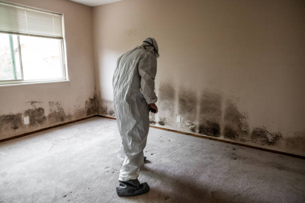 Best Mold Remediation  in Norwich, NY