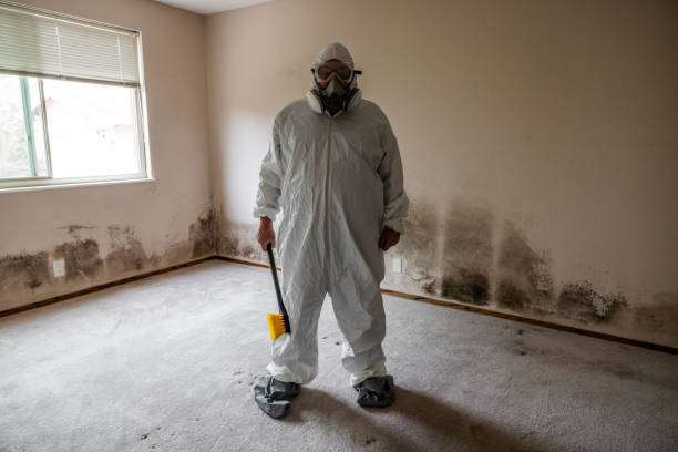 Crawl Space Mold Removal in Norwich, NY
