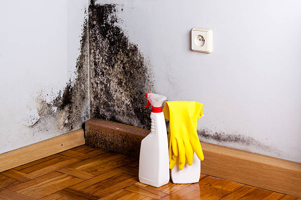 Best Crawl Space Mold Removal  in Norwich, NY
