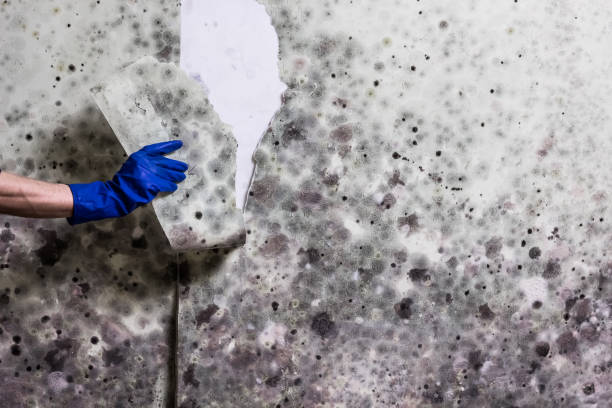 Best Residential Mold Removal  in Norwich, NY