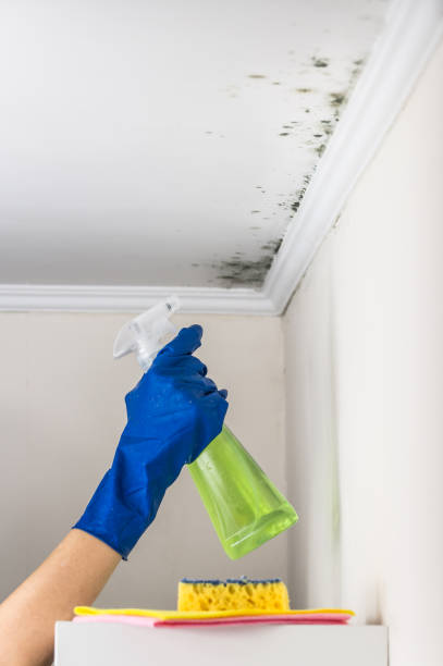 Best Emergency Mold Removal  in Norwich, NY